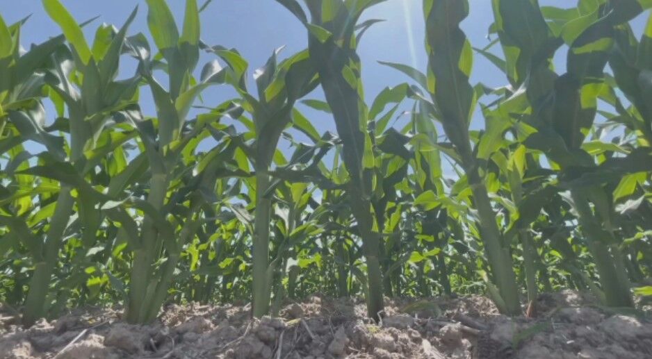 Corn Crop